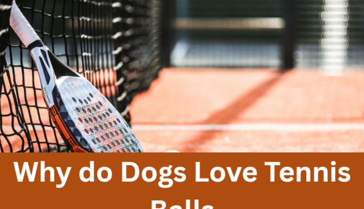 Why do Dogs Love Tennis Balls